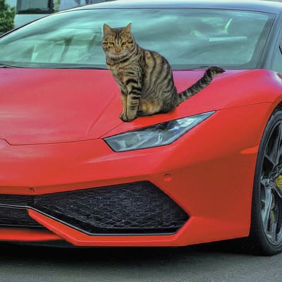 Hilarious Cat Turns Malaysian Influencers Lamborghini Into A Litter Box: The Outrageous Prank On Luxury Cars! 2 F89updjwoaadmrg