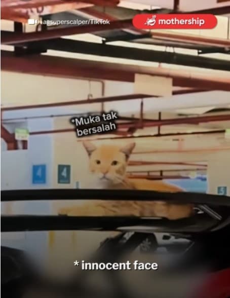 Hilarious Cat Turns Malaysian Influencers Lamborghini Into A Litter Box: The Outrageous Prank On Luxury Cars! 5 Alleggereta 1
