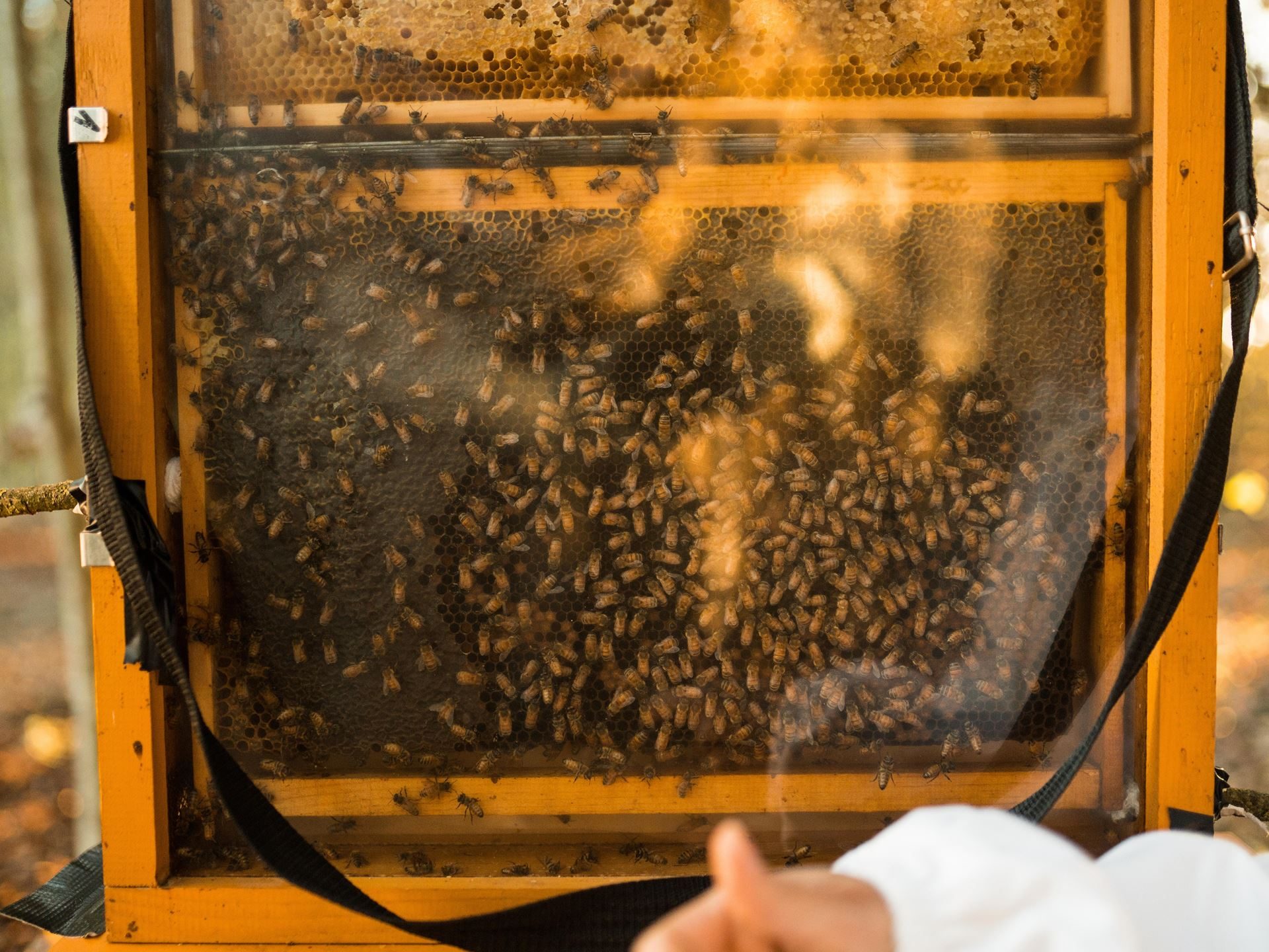 800,000 Bees And A Jar Of Honey: Inside Lamborghini'S Decade-Long Environmental Experiment 5 Close-up of a transparent beehive frame showing bees working on honeycomb with a beekeeper's gloved hand visible below