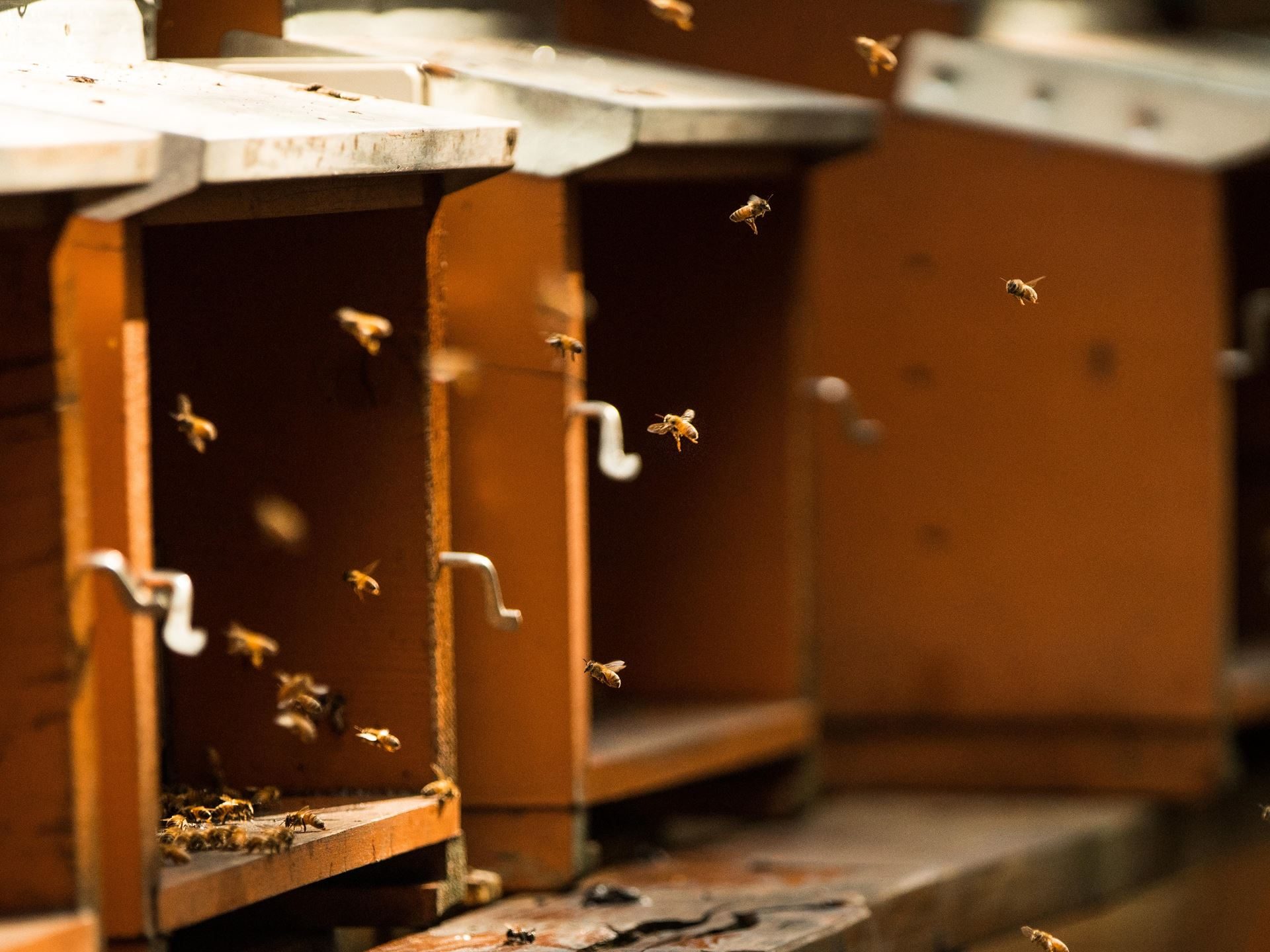 800,000 Bees And A Jar Of Honey: Inside Lamborghini'S Decade-Long Environmental Experiment 27 Lamborghini bee biomonitoring project 10 year draft 939b16b1 detail 008