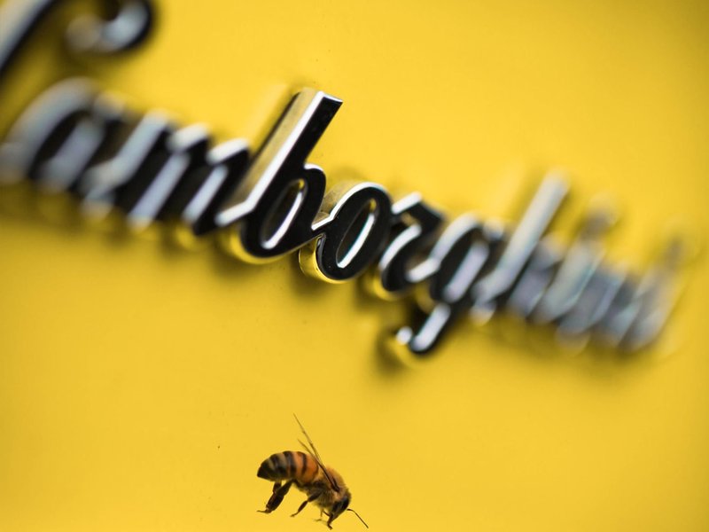 A bee resting on a bright yellow surface with the chrome Lamborghini script logo blurred in the background