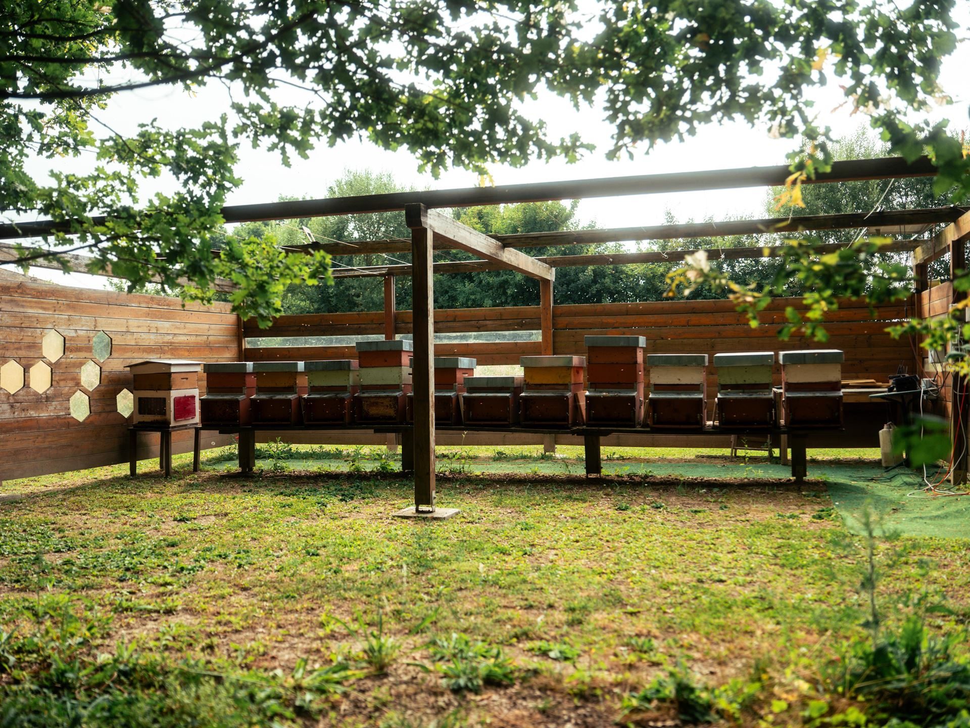 800,000 Bees And A Jar Of Honey: Inside Lamborghini'S Decade-Long Environmental Experiment 3 Multiple wooden beehives arranged in a row under a wooden shelter surrounded by green grass and trees in lamborghini park