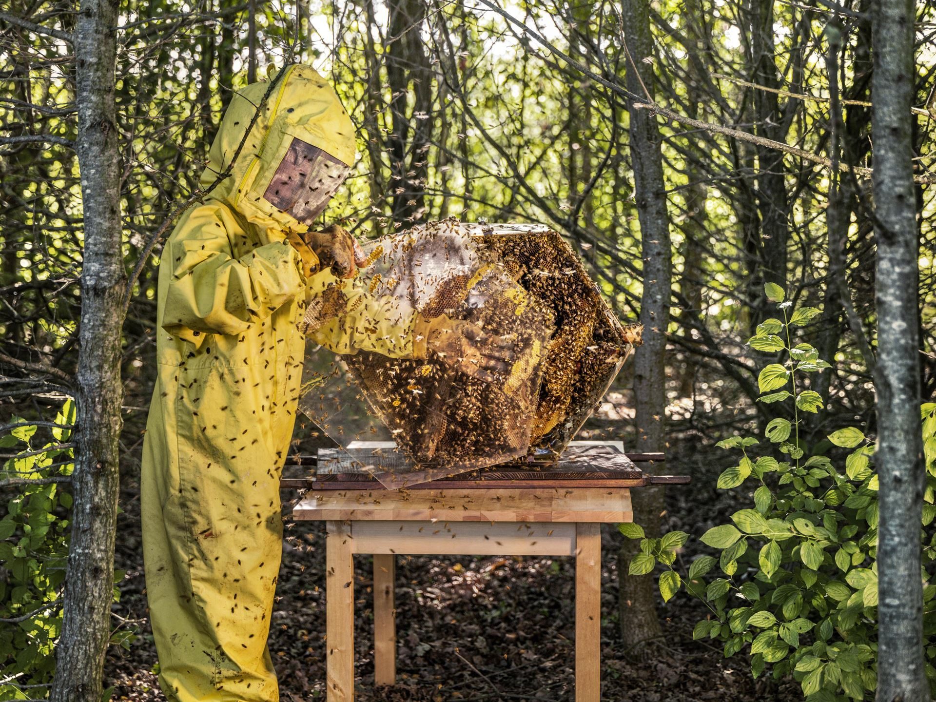800,000 Bees And A Jar Of Honey: Inside Lamborghini'S Decade-Long Environmental Experiment 9 A beekeeper in a yellow protective suit tending to a transparent hexagonal beehive frame filled with bees in a sun-dappled forest setting