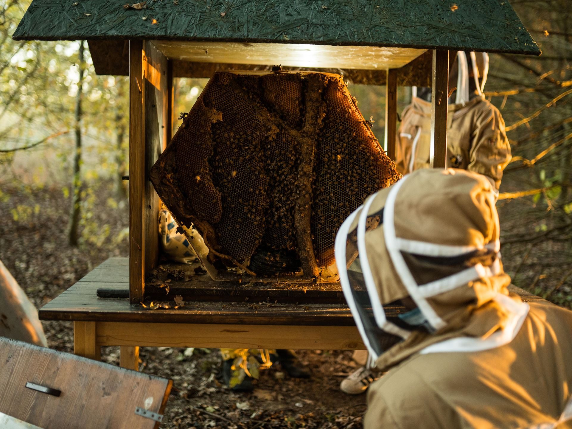 800,000 Bees And A Jar Of Honey: Inside Lamborghini'S Decade-Long Environmental Experiment 25 Lamborghini bee biomonitoring project 10 year draft 939b16b1 lifestyle 007