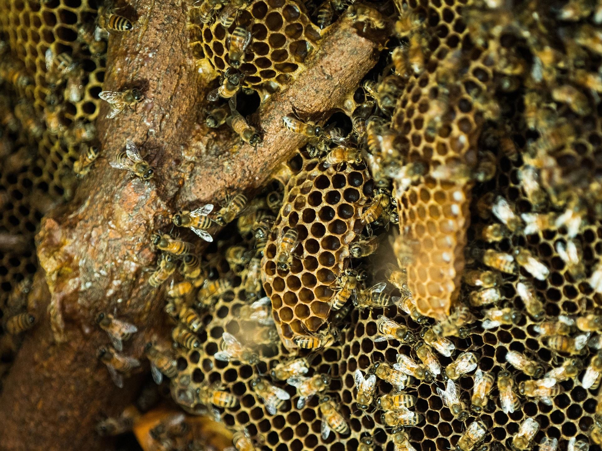 800,000 Bees And A Jar Of Honey: Inside Lamborghini'S Decade-Long Environmental Experiment 29 Lamborghini bee biomonitoring project 10 year draft 939b16b1 other 009