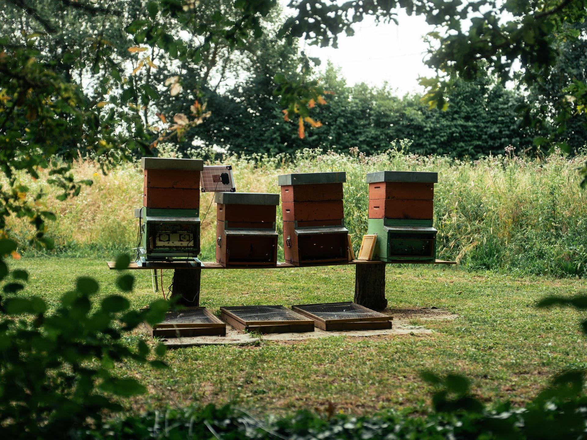 800,000 Bees And A Jar Of Honey: Inside Lamborghini'S Decade-Long Environmental Experiment 31 Lamborghini bee biomonitoring project 10 year draft 939b16b1 other 010