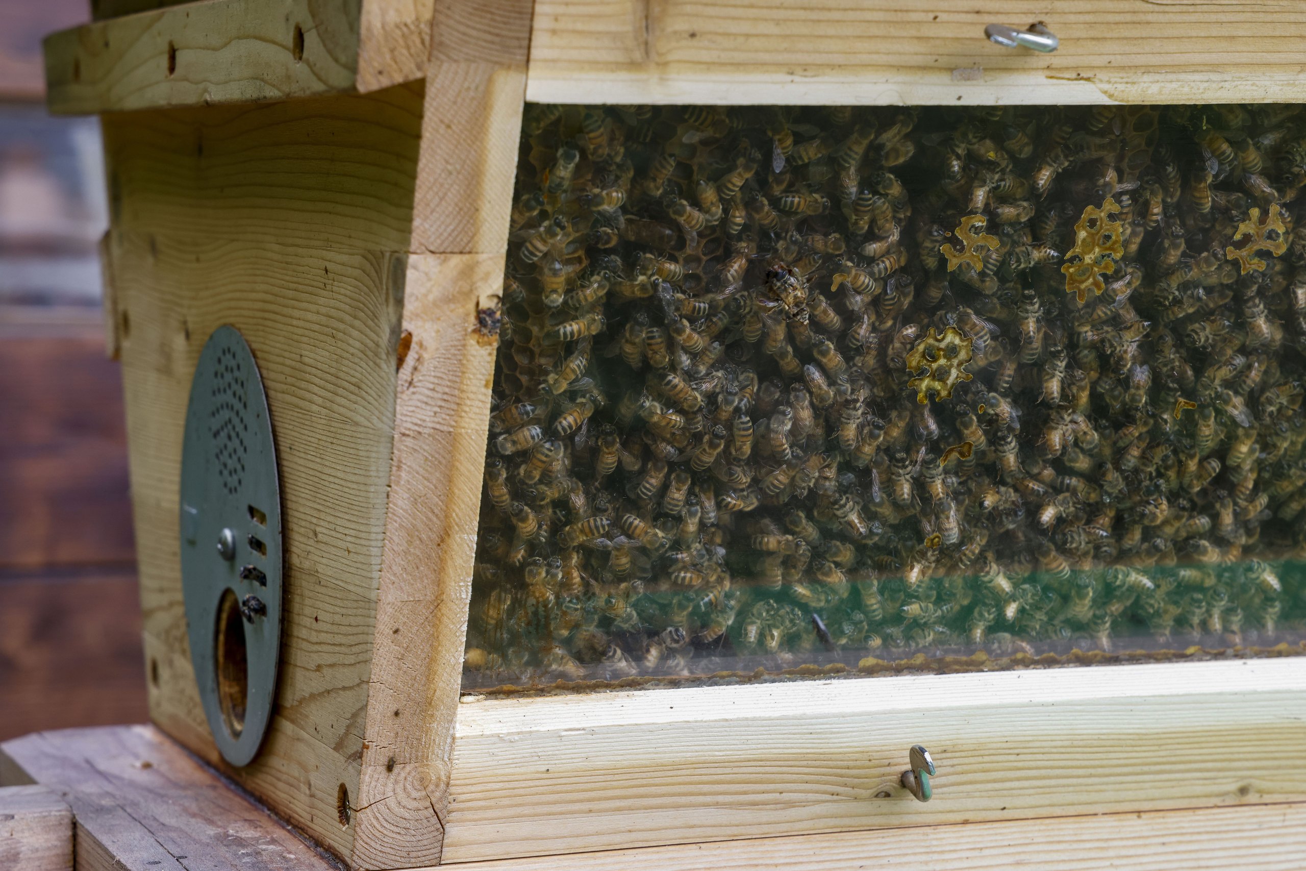 Lamborghini'S 600,000 Bees Are Quietly Monitoring The Air Around Sant'Agata Bolognese 15 Lamborghini bee biomonitoring project update draft bc633f10 detail 007 scaled