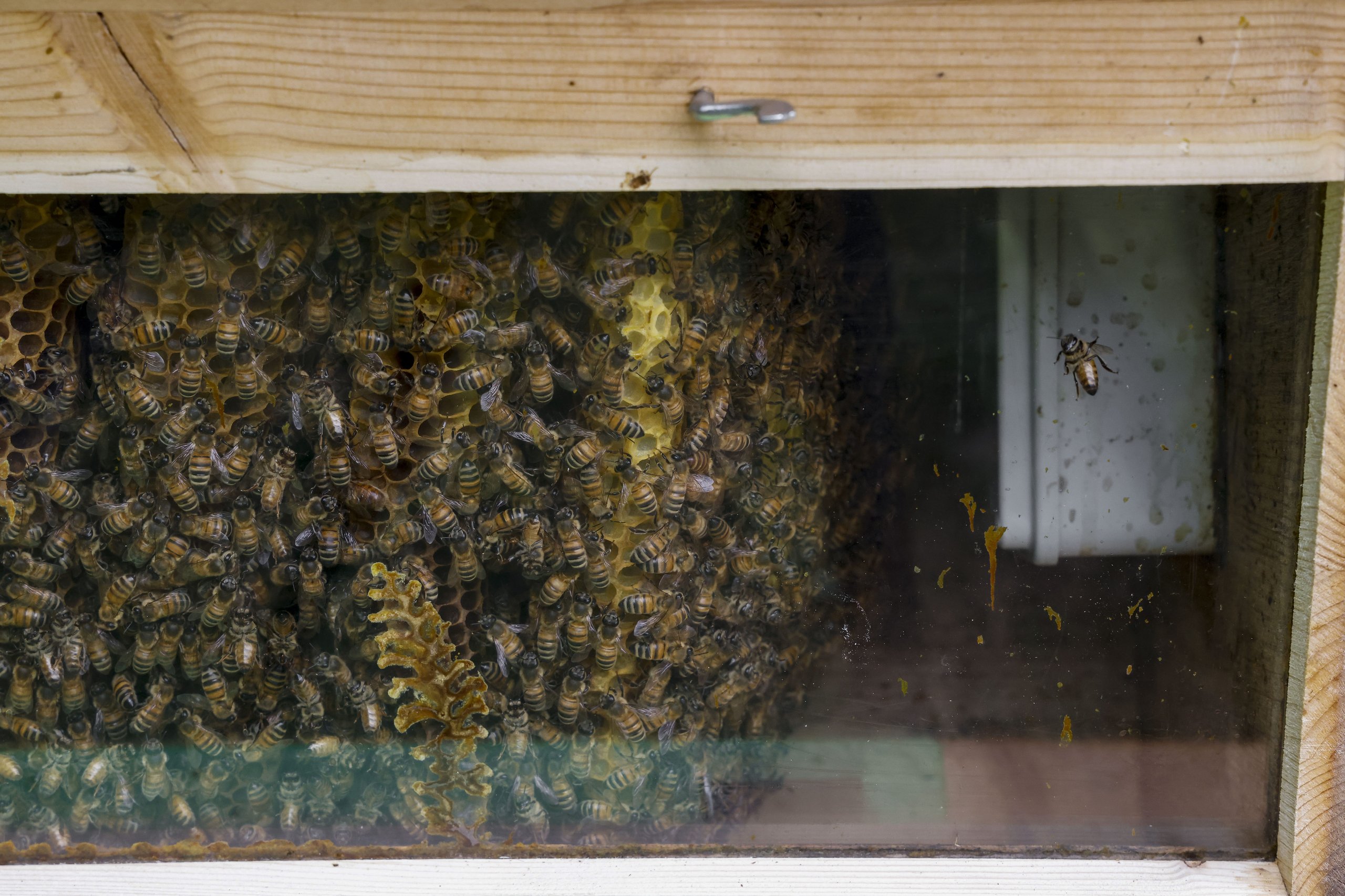 Lamborghini'S 600,000 Bees Are Quietly Monitoring The Air Around Sant'Agata Bolognese 17 Lamborghini bee biomonitoring project update draft bc633f10 detail 008 scaled