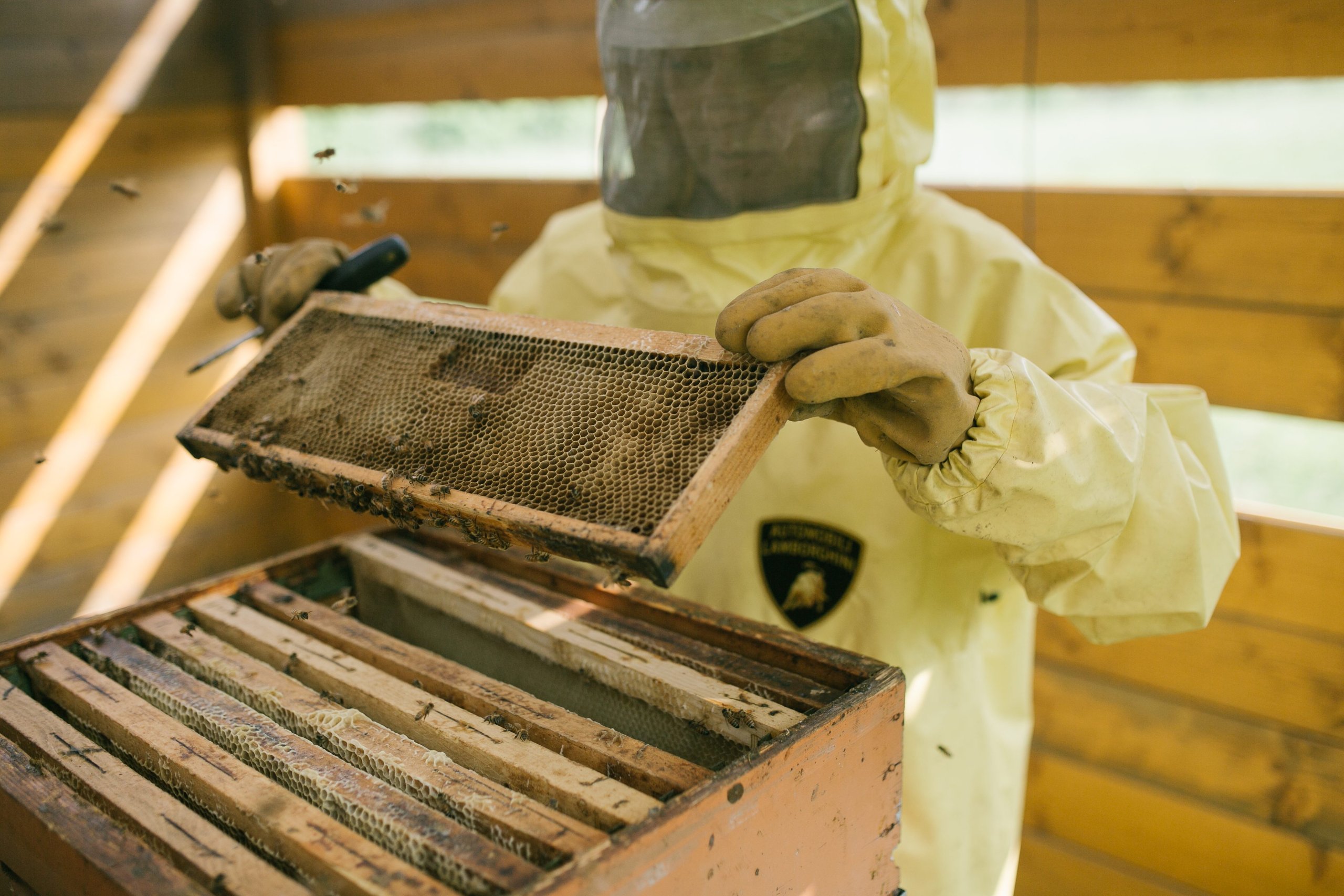 Lamborghini'S 600,000 Bees Are Quietly Monitoring The Air Around Sant'Agata Bolognese 5 Beekeeper wearing yellow lamborghini-branded protective suit inspects a honeycomb frame from the lamborghini park apiary