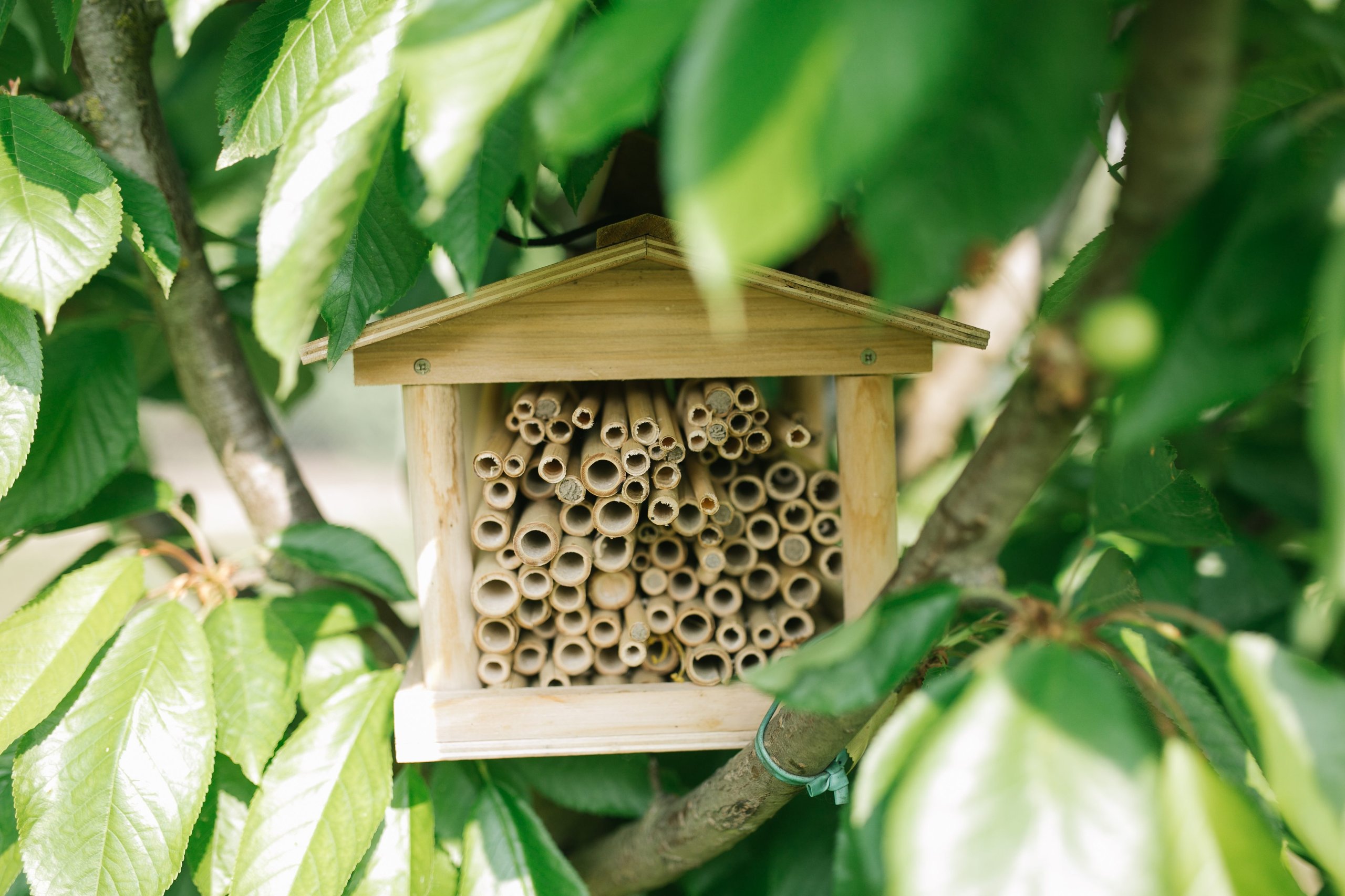 Lamborghini'S 600,000 Bees Are Quietly Monitoring The Air Around Sant'Agata Bolognese 7 Close-up of a wooden bee hotel with bamboo tubes nestled among green leaves on a tree branch in lamborghini park