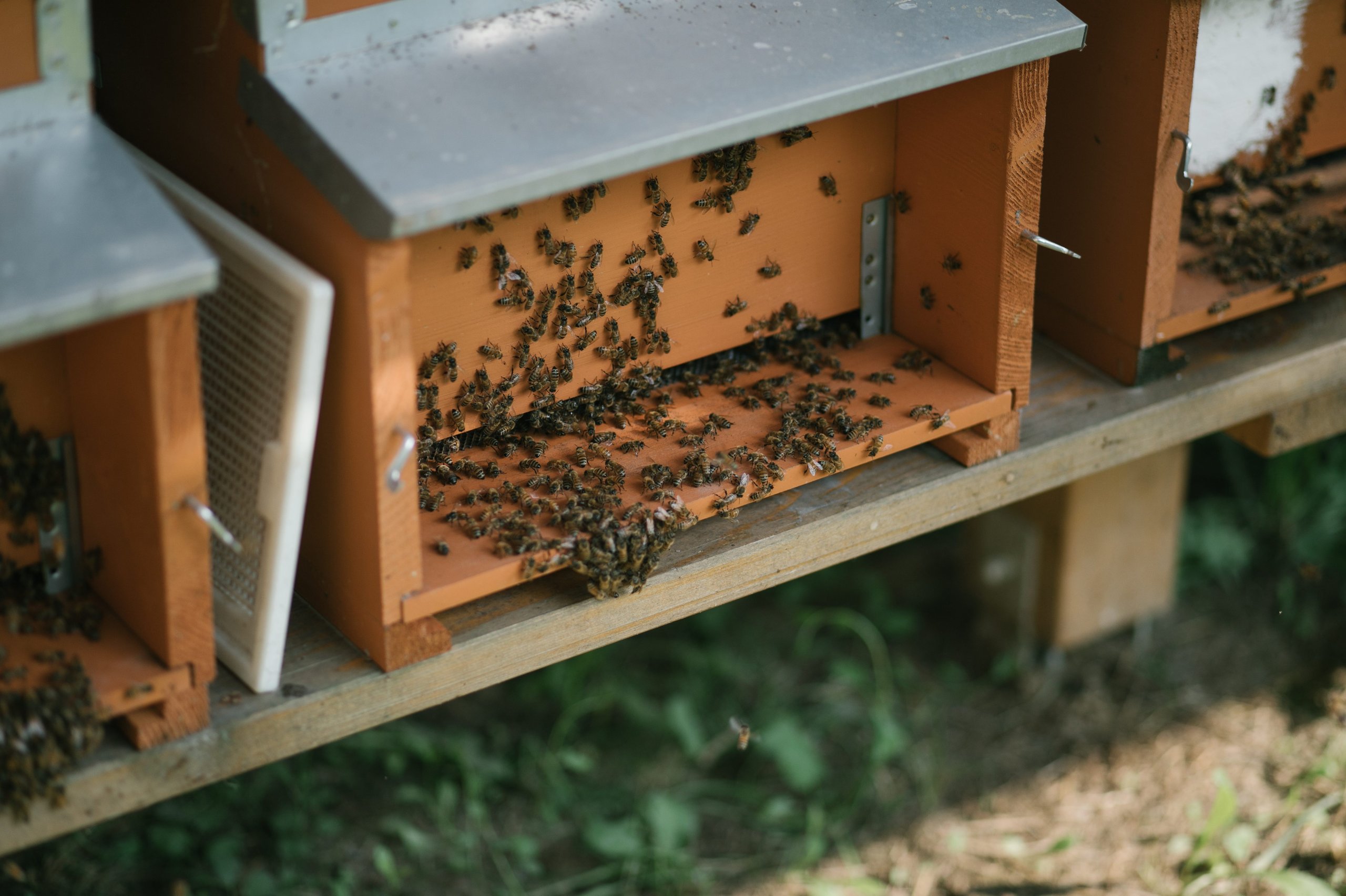 Lamborghini'S 600,000 Bees Are Quietly Monitoring The Air Around Sant'Agata Bolognese 19 Lamborghini bee biomonitoring project update draft bc633f10 other 009 scaled