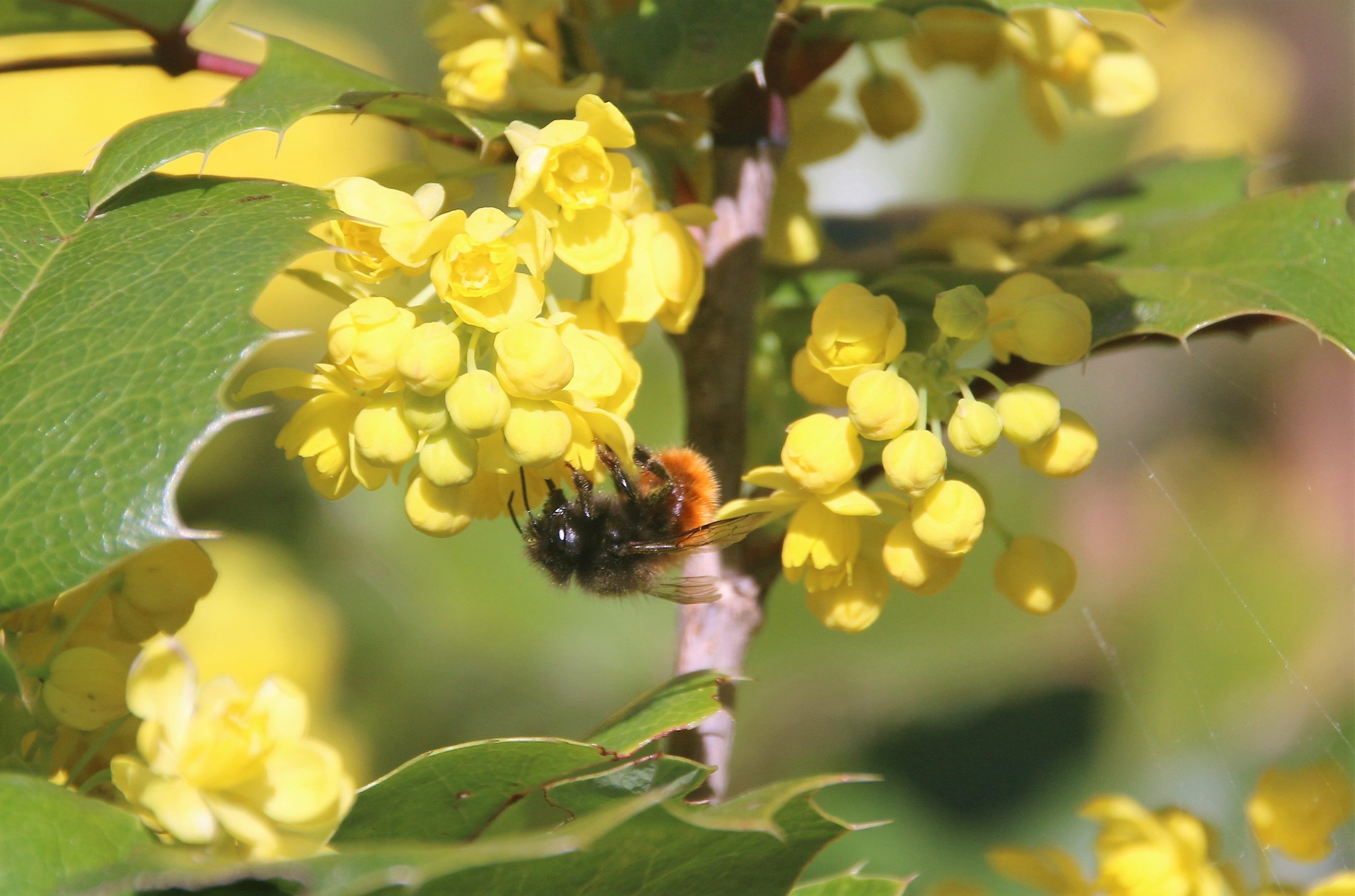 Lamborghini'S 600,000 Bees Are Quietly Monitoring The Air Around Sant'Agata Bolognese 21 Lamborghini bee biomonitoring project update draft bc633f10 other 010 scaled