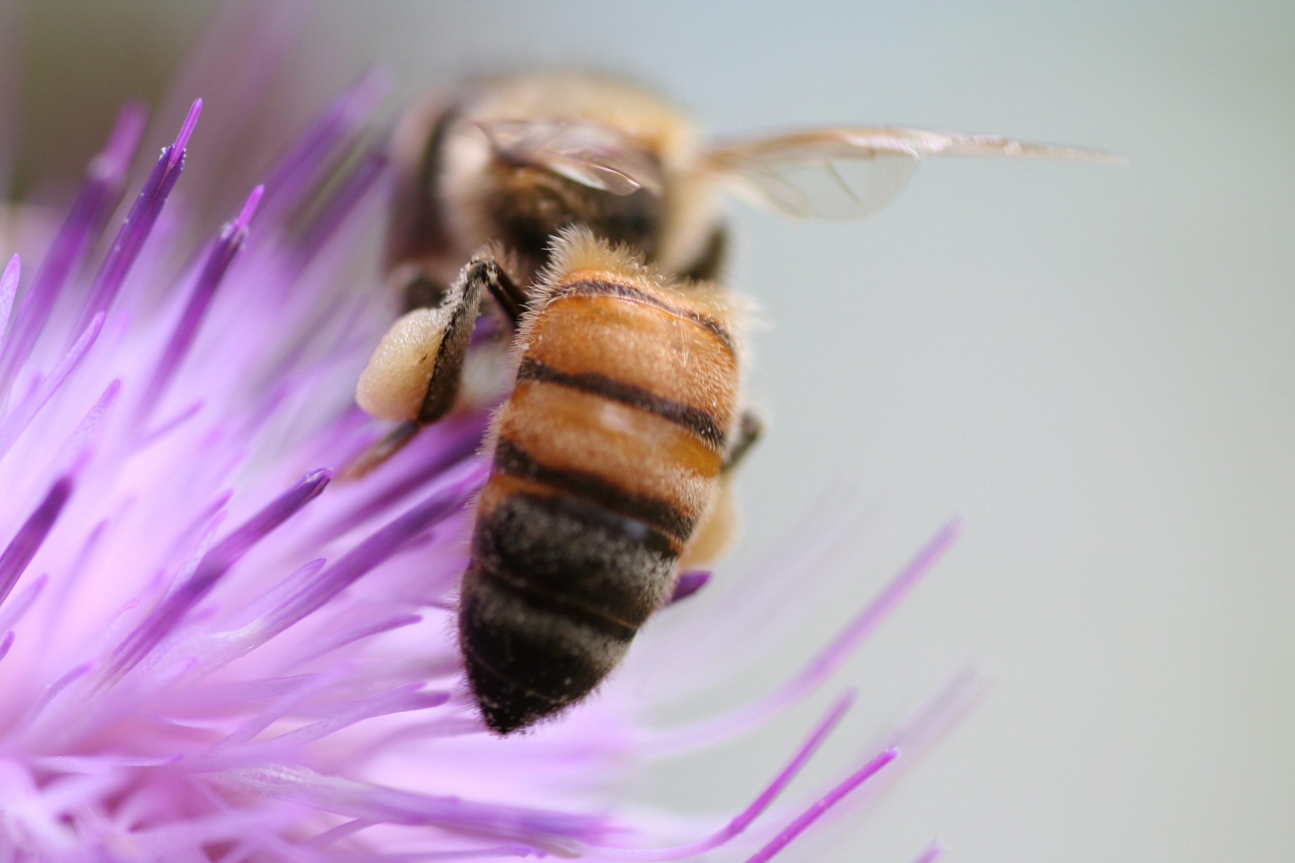 600,000 Bees And Sim Cards: How Lamborghini Turned Its Factory Grounds Into A Living Environmental Lab 9 A macro photograph of a honey bee with pollen sacs on its legs perched on a vibrant purple thistle flower