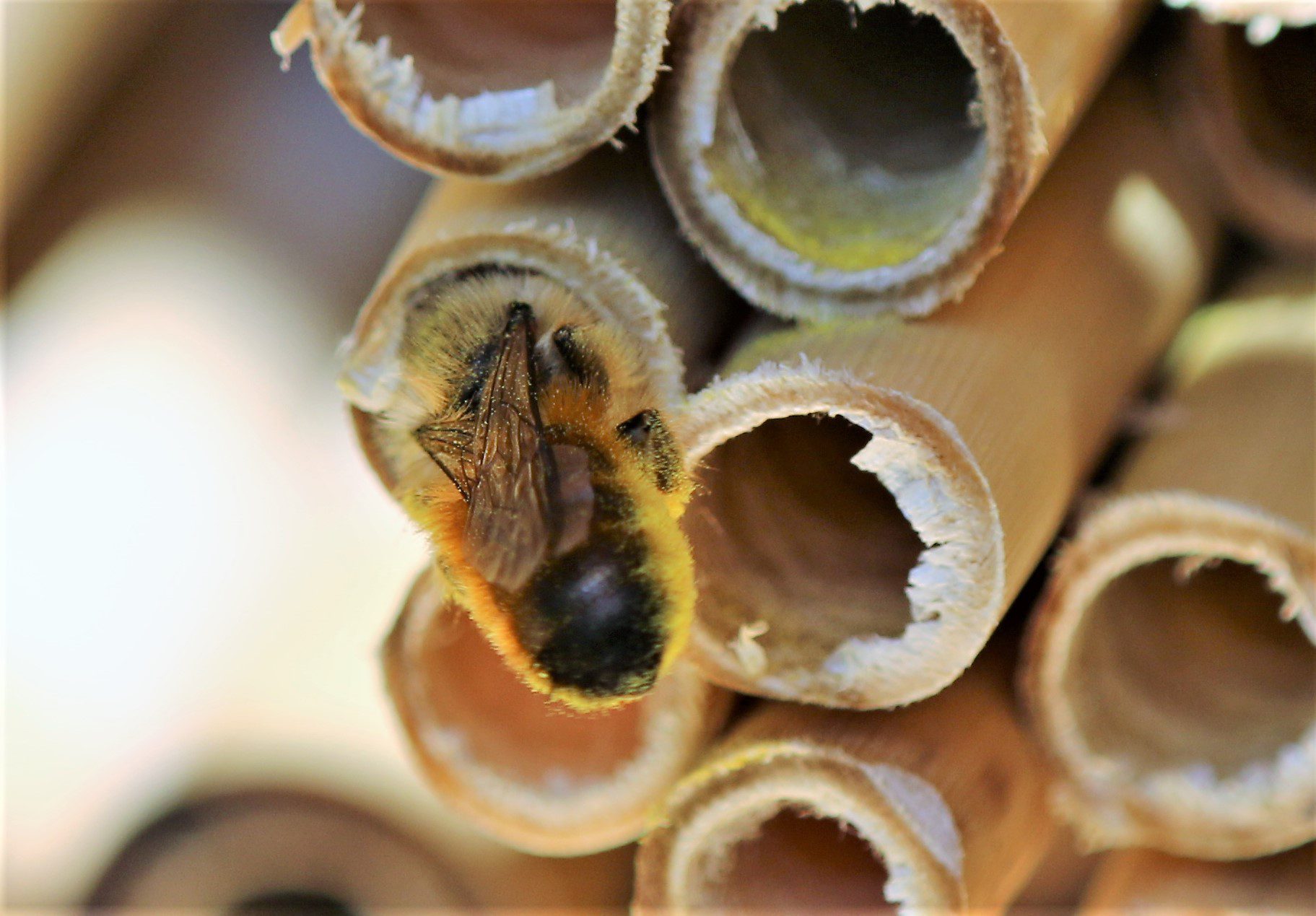 600,000 Bees And Sim Cards: How Lamborghini Turned Its Factory Grounds Into A Living Environmental Lab 19 Lamborghini bee monitoring digital hives draft 8339f1e1 detail 009