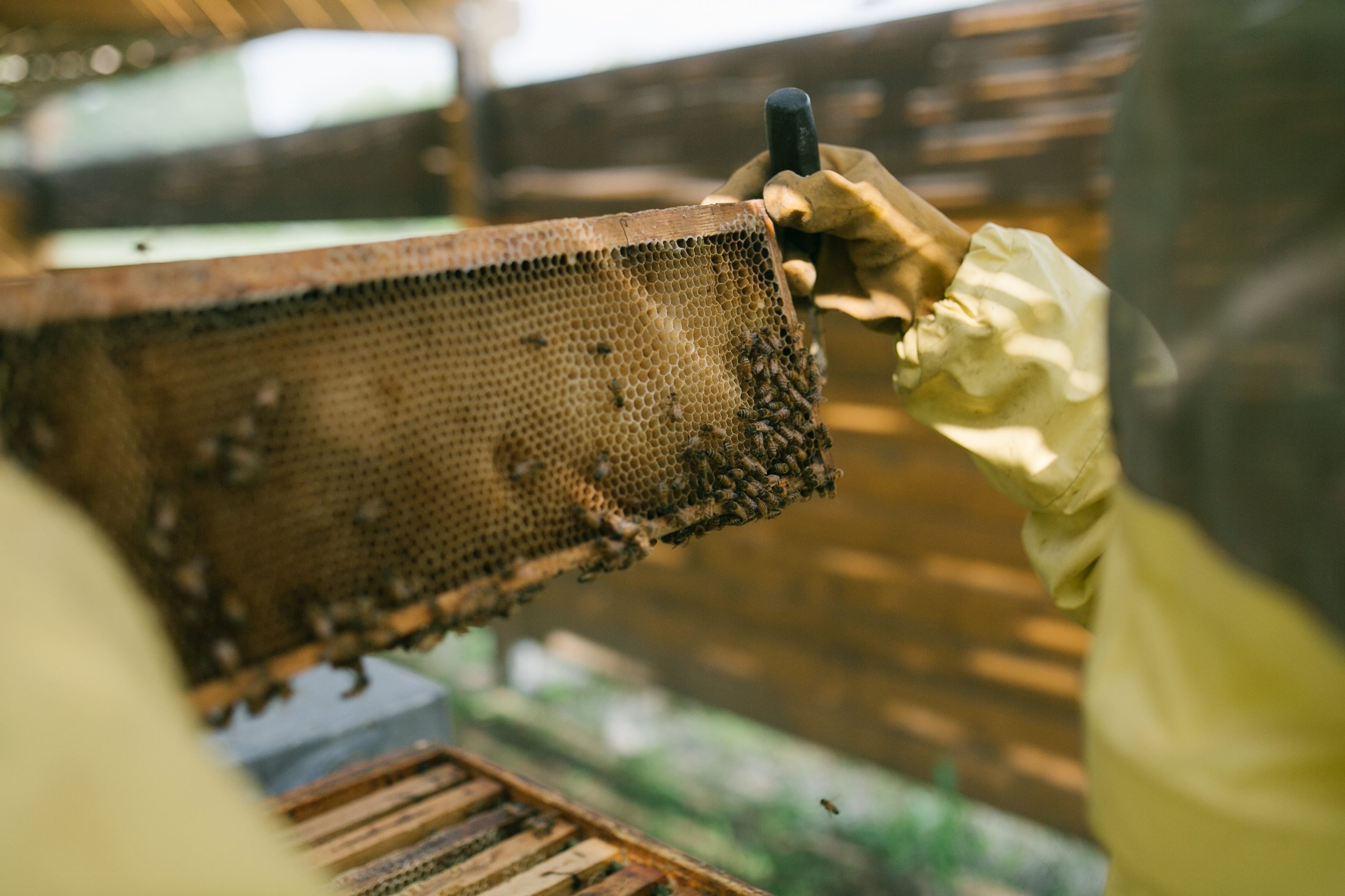 600,000 Bees And Sim Cards: How Lamborghini Turned Its Factory Grounds Into A Living Environmental Lab 13 Lamborghini bee monitoring digital hives draft 8339f1e1 lifestyle 006 scaled