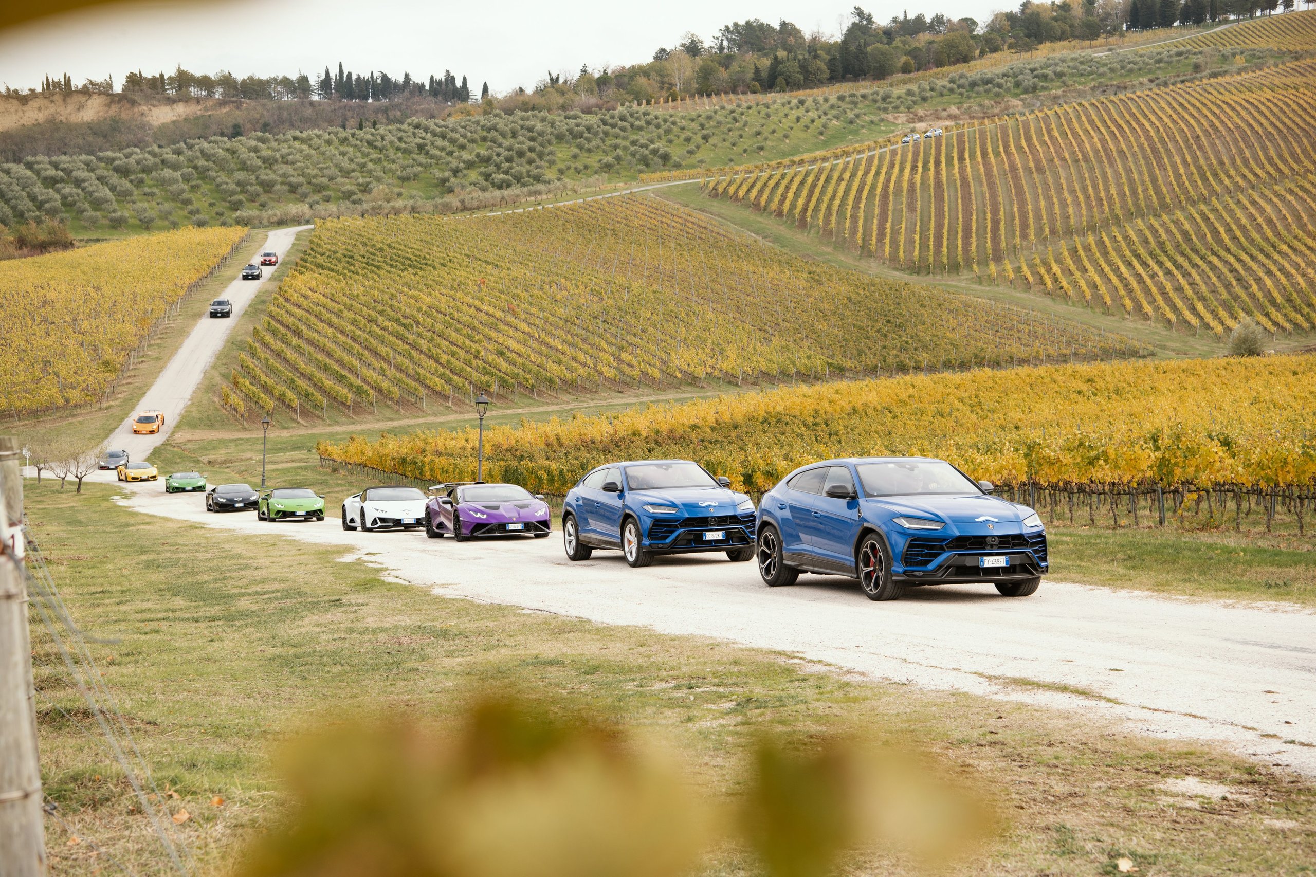 A convoy of lamborghini urus suvs and supercars drives through a picturesque vineyard landscape in autumn