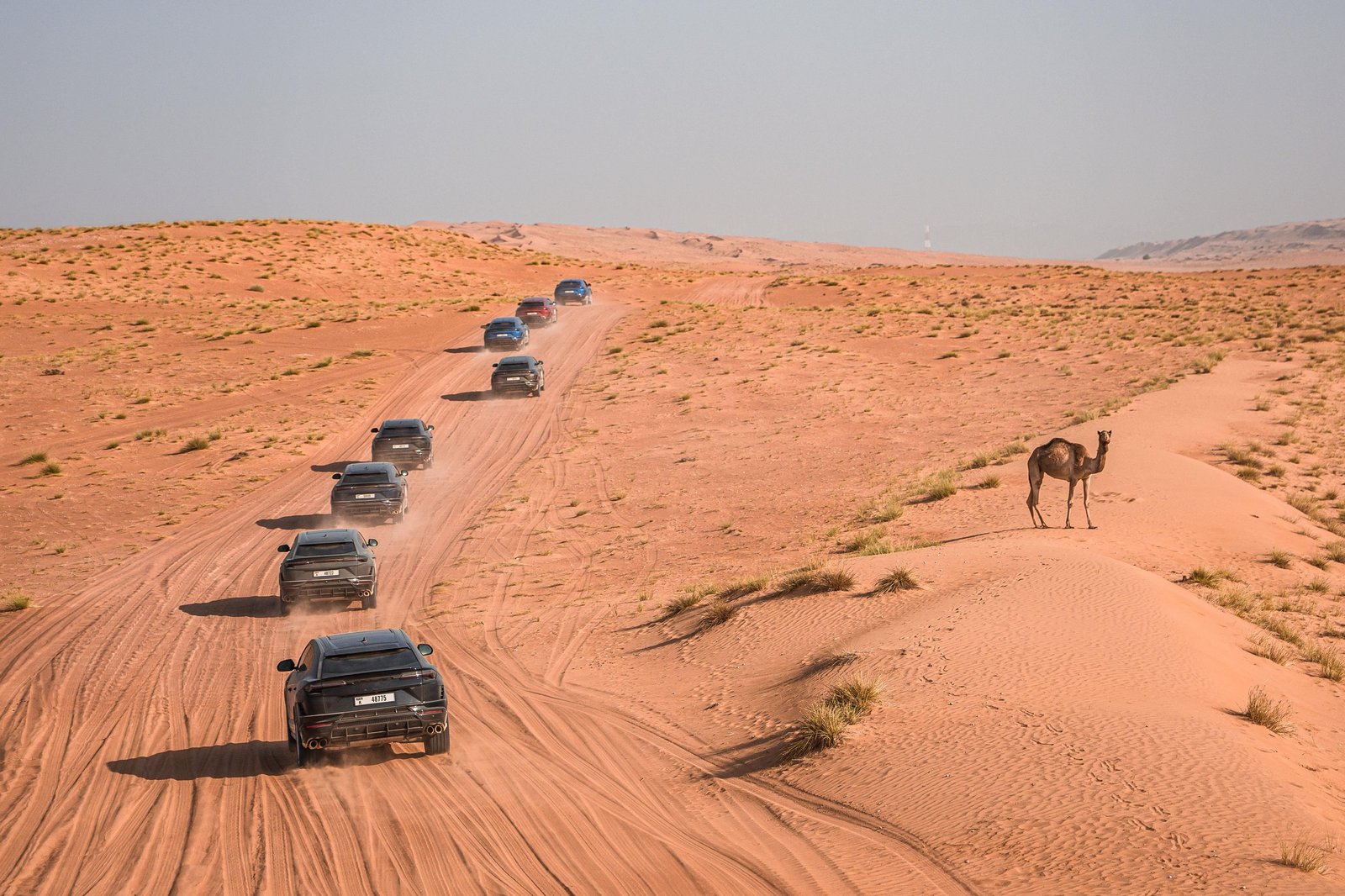 Convoy of Lamborghini Urus S SUVs driving through sandy desert dunes with a camel watching from a ridge